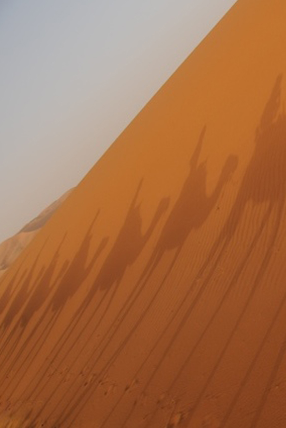 camellos